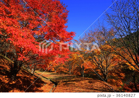 11月 もみじ湖15紅葉祭 11月 もみじ湖15紅葉祭 36140827