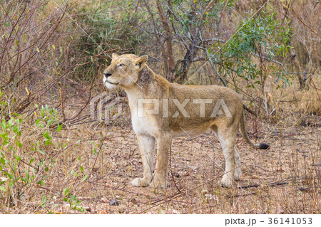 Lion from Kruger National Park, South Africa Lion from Kruger National Park, South Africa 36141053