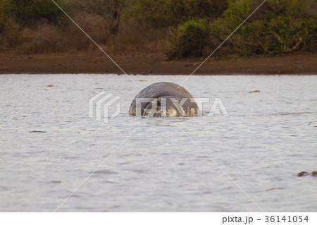 Dead hippo on Kruger lake Dead hippo on Kruger lake 36141054