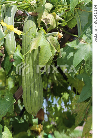 へちま 36141184