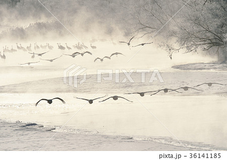 樹氷に囲まれたねぐらから飛び立つタンチョウ（北海道・鶴居） 36141185