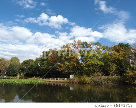 菊名池公園 36141715