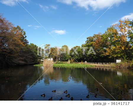 菊名池公園 36141717