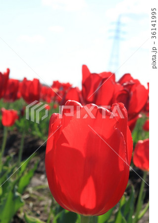 チューリップ チューリップ 36141995