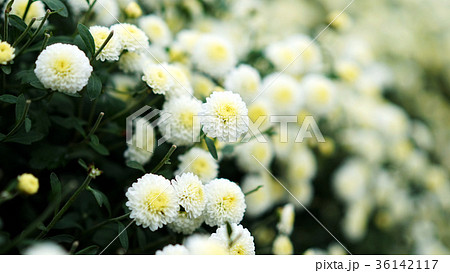 苗栗 春女苑 春紫菀 36142117