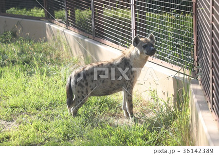 Japan spotted hyena 36142389
