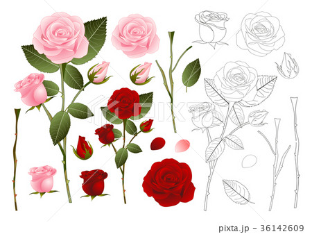 Pink and Red Rose Outline 36142609