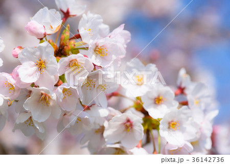 サクラの花 36142736