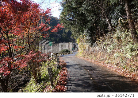 三波石峡の紅葉 36142771