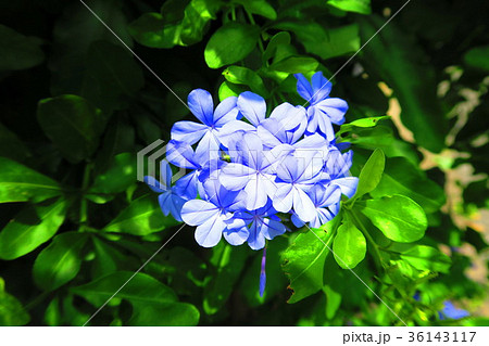ルリマツリの花 ルリマツリの花 36143117