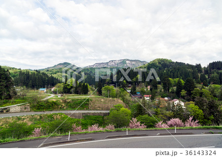 新潟県立 こども自然王国 桜 山々 新潟県立 こども自然王国 桜 山々 36143324