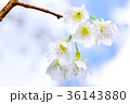 桜 花 フラワー 36143880