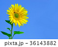 ひまわり 向日葵 ソレイユの丘 36143882