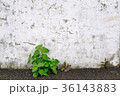 壁 植物 工場 36143883