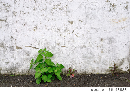 壁 植物 工場 36143883