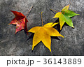 秋 あき 日 36143889