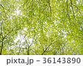 木 ツリー 樹 36143890
