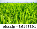 ごはん イネ 米 36143891