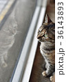 猫 ねこ ネコ 36143893