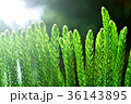 植物 工場 プランツ 36143895