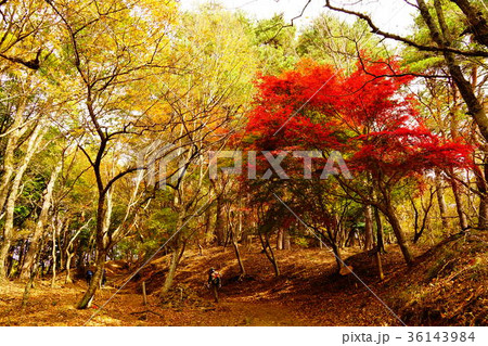 大倉尾根の紅葉 大倉尾根の紅葉 36143984