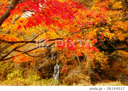 丹波川の紅葉 36144017