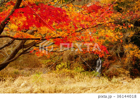 丹波川の紅葉 36144018