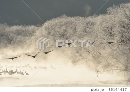 樹氷に囲まれたねぐらから飛び立つタンチョウ（北海道・鶴居） 36144417