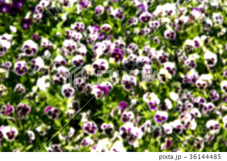 the flowers and garden the flowers and garden 36144485