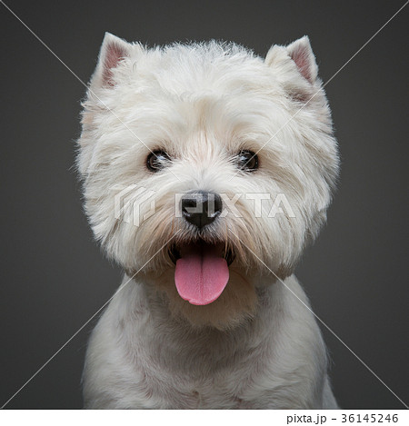 beautiful west highland white terrier dog beautiful west highland white terrier dog 36145246