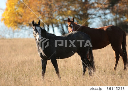 Horses on a background of trees  36145253
