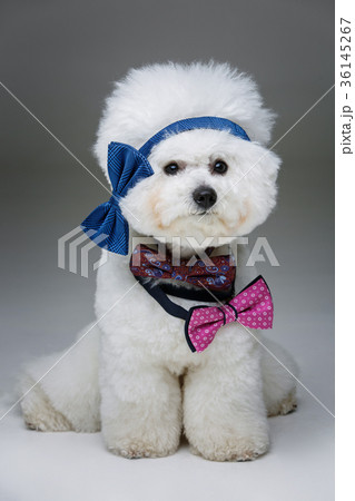 beautiful bichon frisee dog in bowties beautiful bichon frisee dog in bowties 36145267