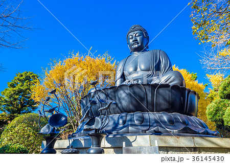 東京 板橋区 秋の東京大仏 東京 板橋区 秋の東京大仏 36145430