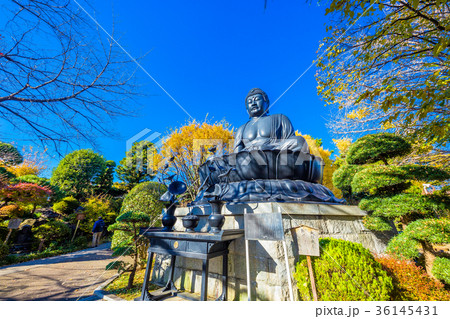 東京 板橋区 秋の東京大仏 東京 板橋区 秋の東京大仏 36145431