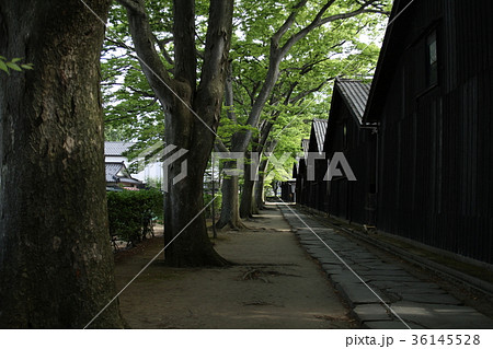 山居倉庫の並木道 36145528