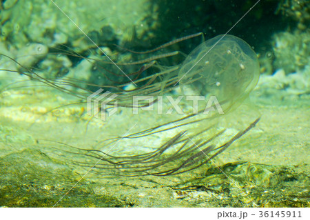 ハブクラゲ 36145911
