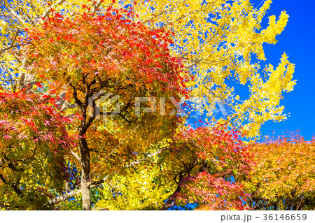 東京 板橋区 乗蓮寺の紅葉 東京 板橋区 乗蓮寺の紅葉 36146659