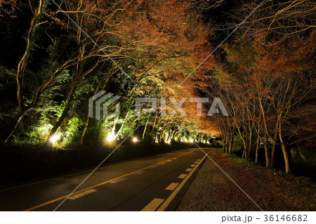 深耶馬渓 県道28号線 秋のひさしモミジ ライトアップの写真素材