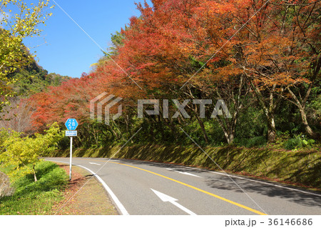 深耶馬渓　県道28号線　秋のひさしモミジ 36146686