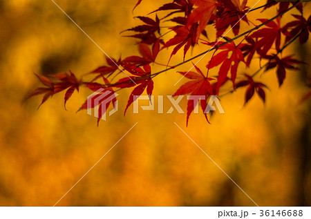 紅葉 紅葉 36146688