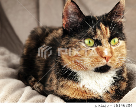 cat 36146804
