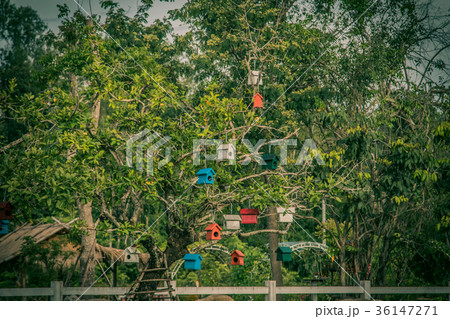 Colorful bird nest on the tree 36147271