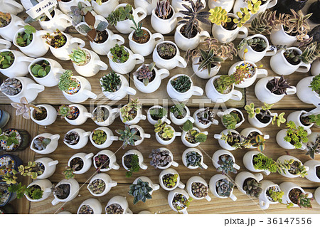 植物 工場 プランツ 36147556