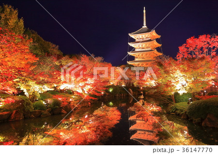 東寺夜間拝観の紅葉 36147770