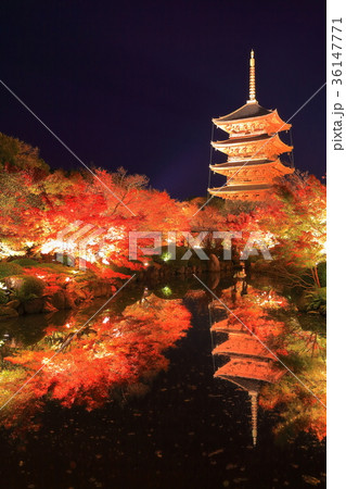 東寺夜間拝観の紅葉 36147771