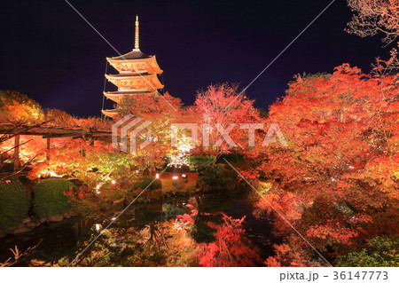 東寺夜間拝観の紅葉 東寺夜間拝観の紅葉 36147773
