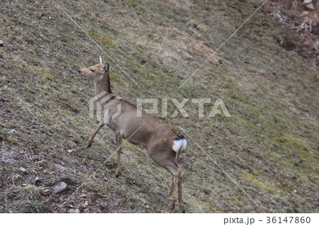 兵庫の山で見つけた野生の日本鹿が逃げだすところの写真素材