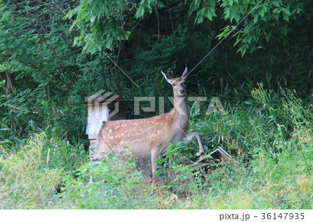 京都の民家の裏で日本鹿が気付いて逃げようと動き出したところの写真素材