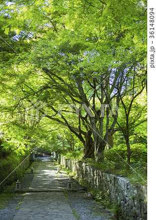 国東半島 両子寺参道の新緑 国東半島 両子寺参道の新緑 36148094