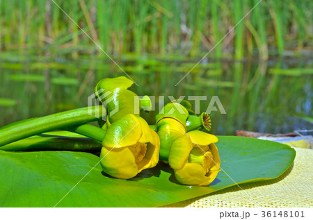 Water lily on the river Dnieper. 36148101